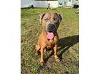 Rex (captain 2024), American Pit Bull Terrier For Adoption In Wenonah