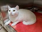 Adopt Paul a White Domestic Shorthair / Domestic Shorthair / Mixed cat in