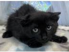 Panther, Domestic Shorthair For Adoption In Shreveport, Louisiana