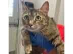 Tigress, Domestic Shorthair For Adoption In Shreveport, Louisiana