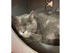 Adopt Kitty a Gray or Blue Domestic Shorthair / Mixed cat in Westampton