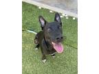 Adopt CHESTER B a Black Retriever (Unknown Type) / Mixed dog in San Antonio