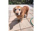 Honey, Golden Retriever For Adoption In San Francisco, California