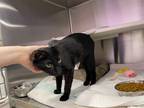 Bucatini, Domestic Shorthair For Adoption In Baltimore, Maryland