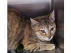 Manicotti, Domestic Shorthair For Adoption In Baltimore, Maryland