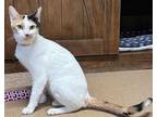 Adopt Peanut a White Domestic Shorthair / Domestic Shorthair / Mixed cat in The