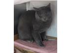 Edwin, Domestic Shorthair For Adoption In Baltimore, Maryland