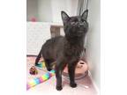 Suki, Domestic Shorthair For Adoption In Baltimore, Maryland