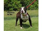 Adopt Chyanne a Mixed Breed (Medium) / Mixed dog in Oxford, NC (39054865)