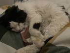 Citrouille (gendarme), Domestic Longhair For Adoption In Montreal, Quebec