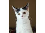 Adopt Nancy a White Domestic Shorthair / Domestic Shorthair / Mixed cat in