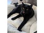 Adopt Jellybean a All Black Domestic Shorthair / Domestic Shorthair / Mixed cat
