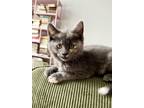 Mishka, Domestic Longhair For Adoption In Montreal, Quebec