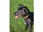 Adopt Shadow a Black Labrador Retriever / Mixed dog in Pequot Lakes