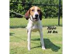 Adopt zippo a Hound (Unknown Type) / Mixed dog in Oxford, NC (39054862)
