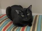 Adopt Shadow a Gray or Blue Domestic Shorthair / Domestic Shorthair / Mixed cat