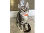 Adopt Barbie a Gray or Blue Domestic Shorthair / Domestic Shorthair / Mixed cat