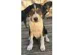 Adopt Picasso a Black Mixed Breed (Medium) / Mixed dog in Cumming, GA (39054257)