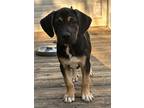 Adopt Pesto a Black Mixed Breed (Medium) / Mixed dog in Cumming, GA (39054253)