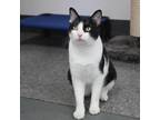 Adopt Noble a White Domestic Shorthair / Domestic Shorthair / Mixed cat in