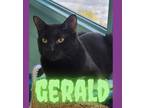 Adopt Gerald a All Black Domestic Shorthair / Domestic Shorthair / Mixed cat in