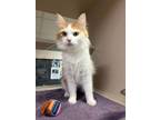 Adopt Summer a White Domestic Longhair / Domestic Shorthair / Mixed cat in