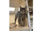 Adopt Winchester a Gray or Blue Domestic Shorthair / Domestic Shorthair / Mixed