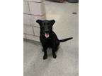 Adopt A1213535 a Labrador Retriever