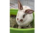 Adopt Creme Brulee a White Other/Unknown / American / Mixed rabbit in New