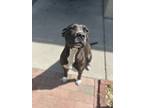 Adopt 23-1123 Zelda a Black American Pit Bull Terrier / Mixed dog in Washington