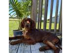 Adopt Rusty a Irish Setter / Mixed dog in Kokomo, IN (39165587)