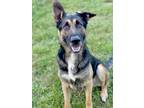 Adopt Luigi a Black German Shepherd Dog / Mixed dog in Anderson, IN (38995922)