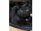 Adopt Croissant a All Black Domestic Shorthair / Domestic Shorthair / Mixed cat