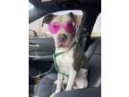 Adopt Widget a White American Pit Bull Terrier / Mixed dog in Anderson