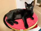 Adopt Puma a All Black Domestic Shorthair / Domestic Shorthair / Mixed cat in