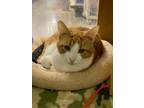 Adopt Hal a Orange or Red Domestic Shorthair / Domestic Shorthair / Mixed cat in