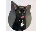Adopt Bambino (Pounce Cat Cafe) a All Black Domestic Shorthair / Domestic