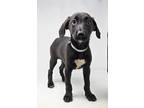 Adopt Justina a Black - with White Labrador Retriever / German Shepherd Dog /