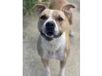 Adopt Sassy a Tan/Yellow/Fawn American Pit Bull Terrier / Mixed dog in New