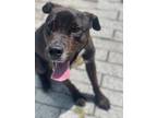 Adopt Billy Bob (Underdog) a Black American Pit Bull Terrier / Mixed dog in New