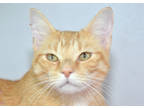 Adopt Butters a Orange or Red Domestic Shorthair / Domestic Shorthair / Mixed