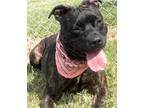 Adopt Jenna a Black Mixed Breed (Large) / Mixed dog in Jeffersonville
