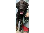 Adopt Mayo a Black German Shepherd Dog / Mixed dog in Owensboro, KY (38980118)