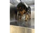 Adopt Mildred a Rottweiler, Mixed Breed