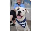 Adopt Murphy a White American Pit Bull Terrier / Mixed dog in Owensboro