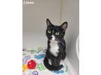Adopt Linea a All Black Domestic Shorthair / Domestic Shorthair / Mixed cat in