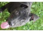 Adopt Sophia a Black American Pit Bull Terrier / Mixed dog in Syracuse