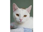 Adopt Marshmallow a White Domestic Shorthair / Domestic Shorthair / Mixed cat in