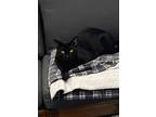 Adopt Krueger a All Black Domestic Shorthair / Domestic Shorthair / Mixed cat in