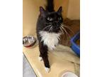 Adopt Evelyn a All Black Domestic Longhair / Domestic Shorthair / Mixed cat in